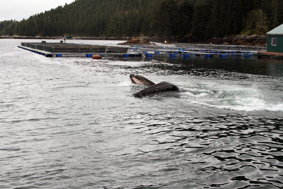 Humpback whale feeding near a hatchery