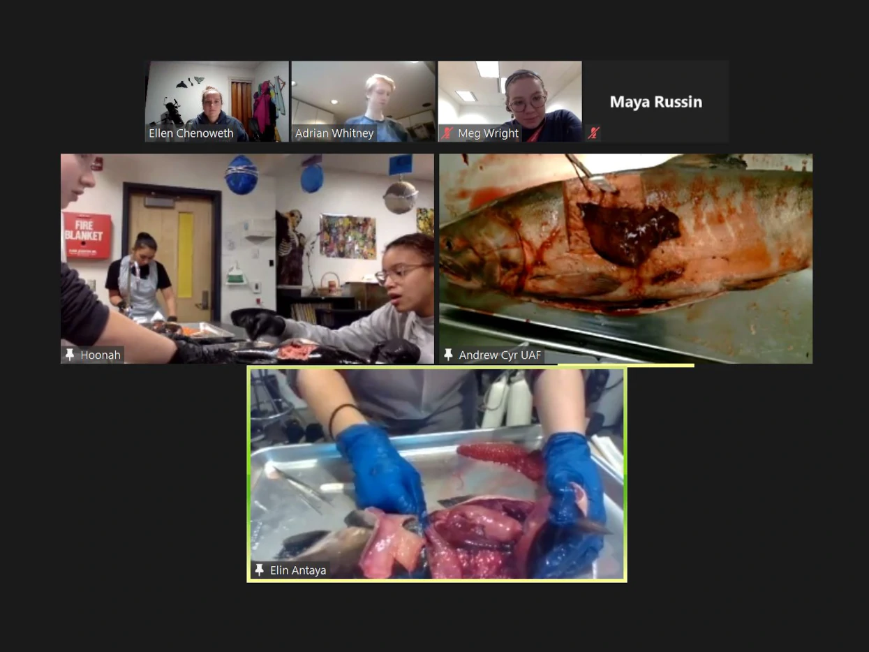 Fish dissection lesson